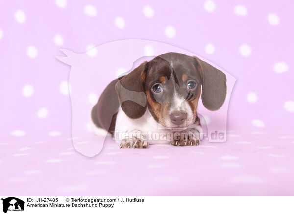 American Miniature Dachshund Puppy / JH-27485