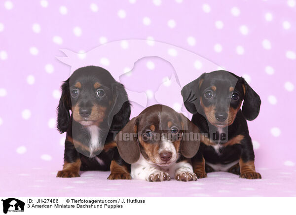 3 American Miniature Dachshund Puppies / JH-27486