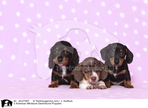 3 American Miniature Dachshund Puppies / JH-27487