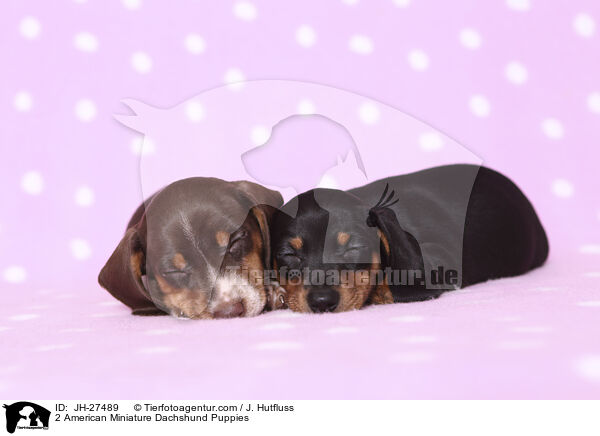 2 American Miniature Dachshund Puppies / JH-27489