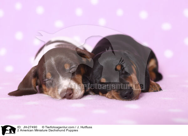 2 American Miniature Dachshund Puppies / JH-27490