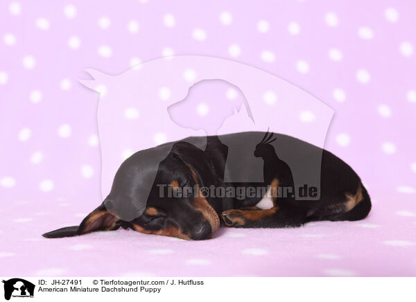 Amerikanischer Zwergdackel Welpe / American Miniature Dachshund Puppy / JH-27491