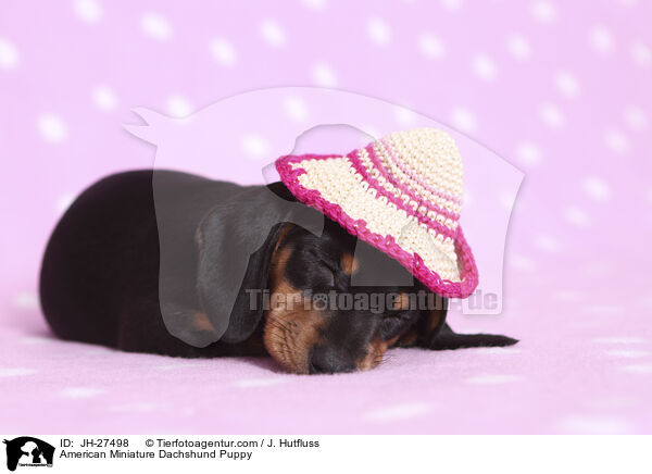 Amerikanischer Zwergdackel Welpe / American Miniature Dachshund Puppy / JH-27498
