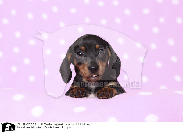 American Miniature Dachshund Puppy / JH-27502