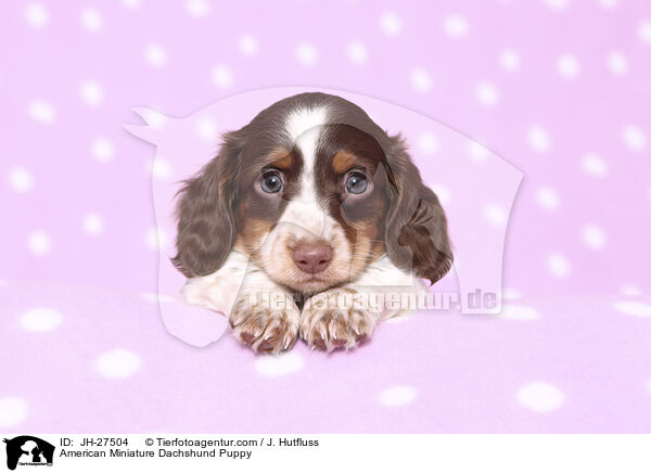 American Miniature Dachshund Puppy / JH-27504