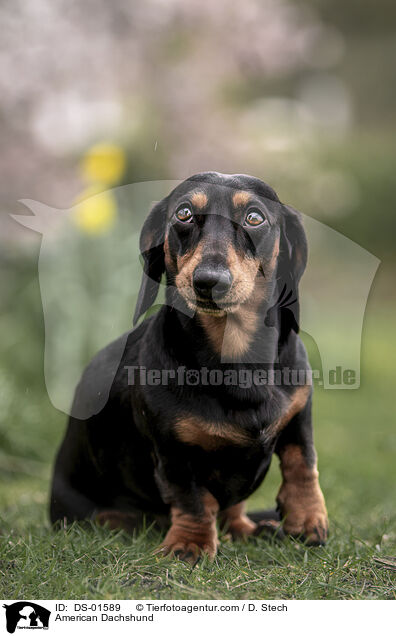 Amerikanischer Dackel / American Dachshund / DS-01589