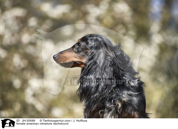 female american miniature dachshund / JH-30686
