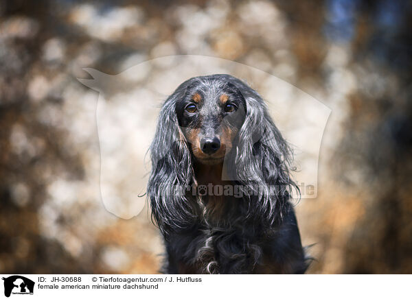 female american miniature dachshund / JH-30688