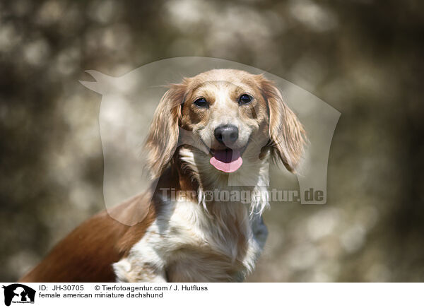 female american miniature dachshund / JH-30705