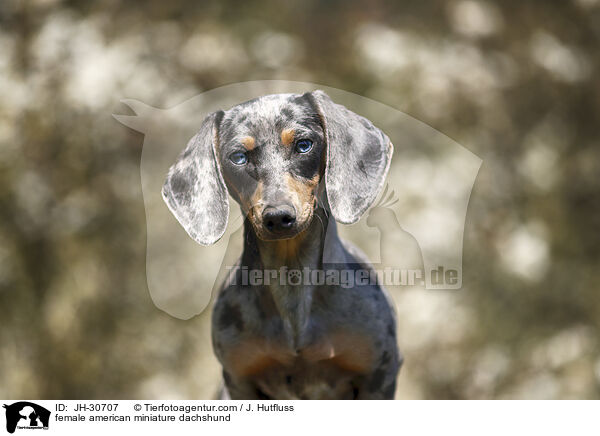 female american miniature dachshund / JH-30707
