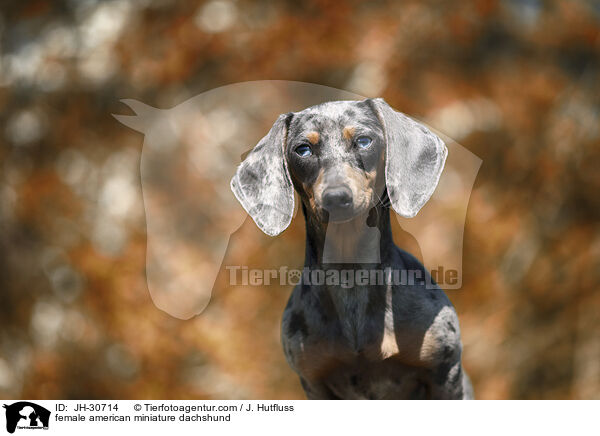 female american miniature dachshund / JH-30714