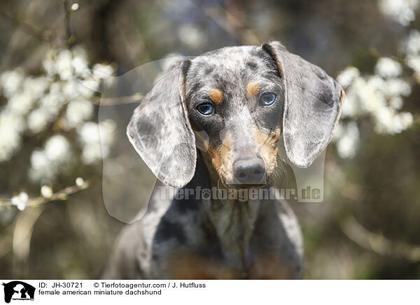 female american miniature dachshund / JH-30721