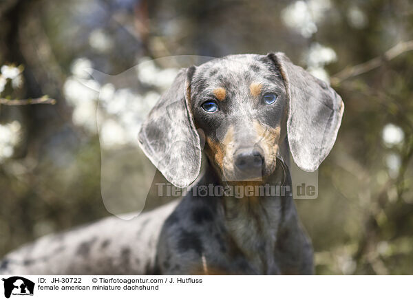 female american miniature dachshund / JH-30722