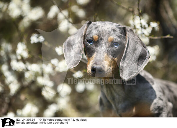 female american miniature dachshund / JH-30724