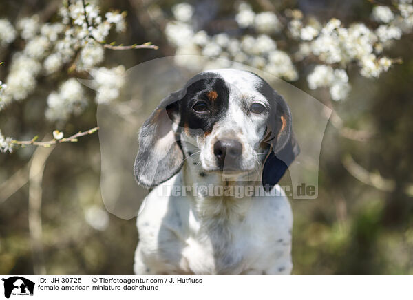 female american miniature dachshund / JH-30725