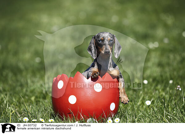 female american miniature dachshund / JH-30732