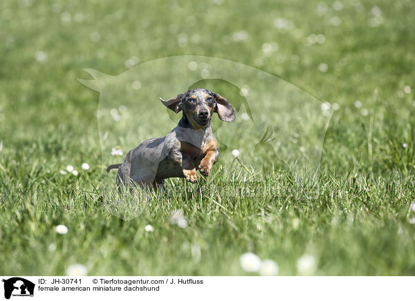 female american miniature dachshund / JH-30741