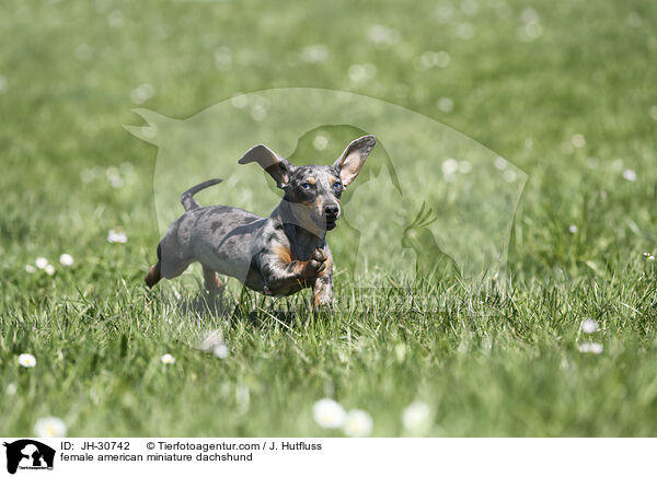female american miniature dachshund / JH-30742