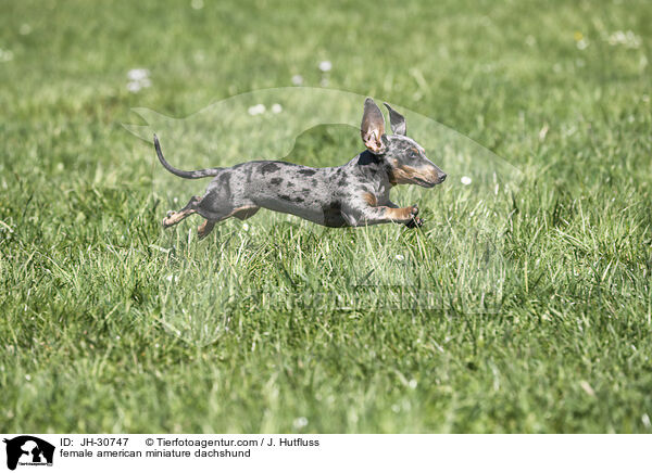 female american miniature dachshund / JH-30747