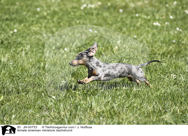 female american miniature dachshund / JH-30753