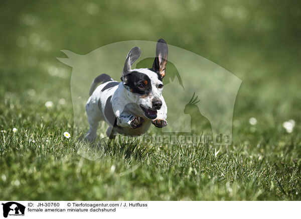 female american miniature dachshund / JH-30760