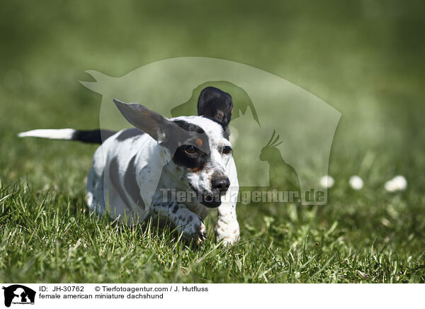 female american miniature dachshund / JH-30762