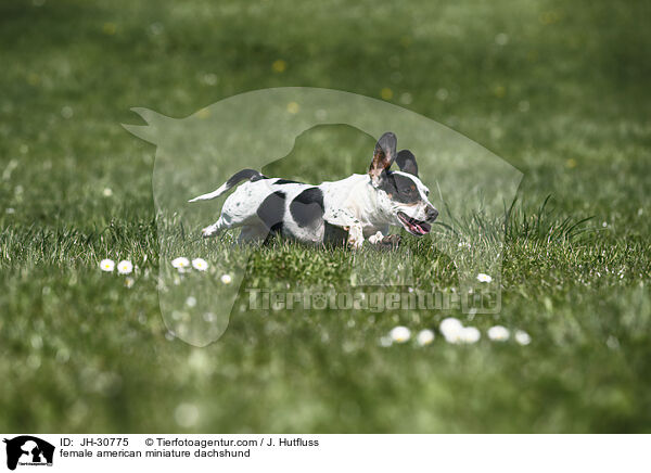 female american miniature dachshund / JH-30775