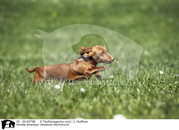 female american miniature dachshund / JH-30796
