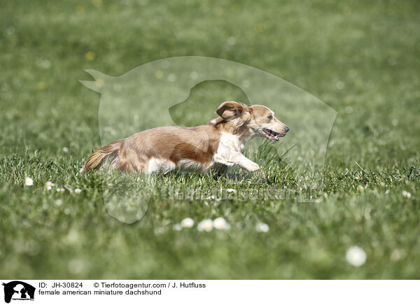 female american miniature dachshund / JH-30824