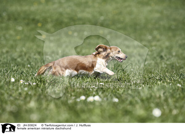Amerikanischer Zwergdackel Hndin / female american miniature dachshund / JH-30824