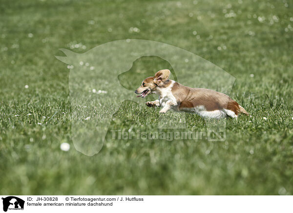 Amerikanischer Zwergdackel Hndin / female american miniature dachshund / JH-30828