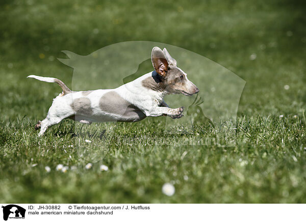 male american miniature dachshund / JH-30882