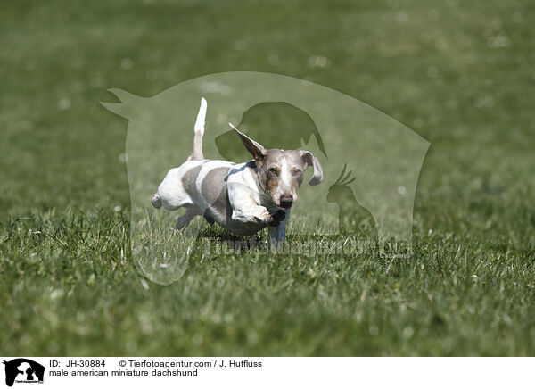 male american miniature dachshund / JH-30884