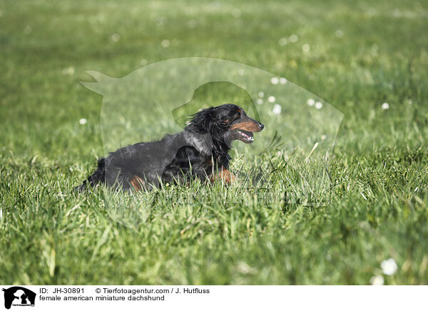 female american miniature dachshund / JH-30891