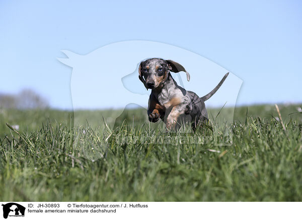 female american miniature dachshund / JH-30893