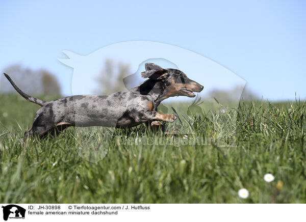 female american miniature dachshund / JH-30898