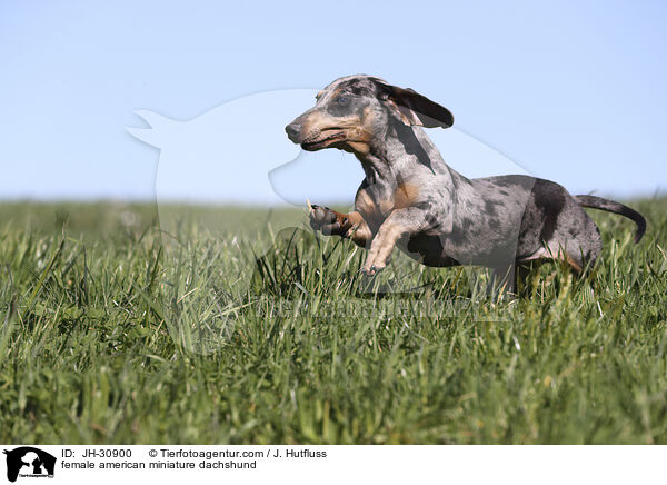 female american miniature dachshund / JH-30900