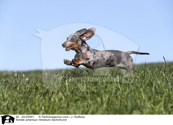 female american miniature dachshund / JH-30901
