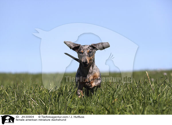 female american miniature dachshund / JH-30904