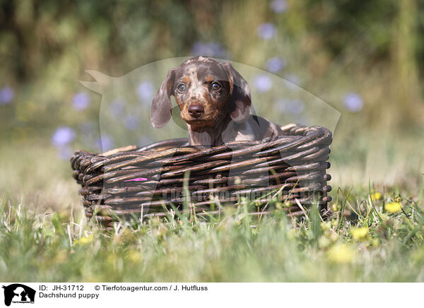 Dackel Welpe / Dachshund puppy / JH-31712