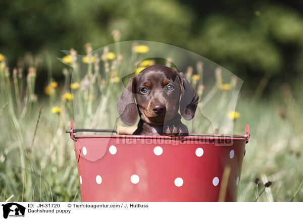 Dachshund puppy / JH-31720