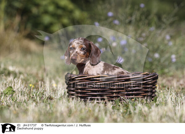 Dackel Welpe / Dachshund puppy / JH-31737