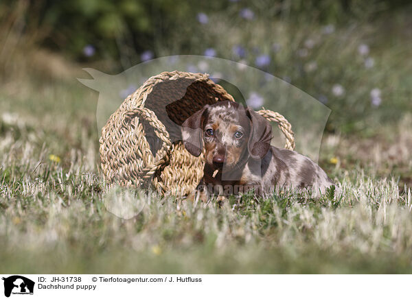 Dackel Welpe / Dachshund puppy / JH-31738