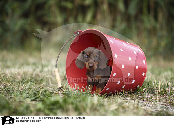 Dachshund puppy / JH-31746