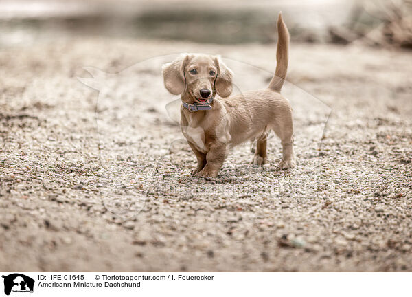 Americann Miniature Dachshund / IFE-01645
