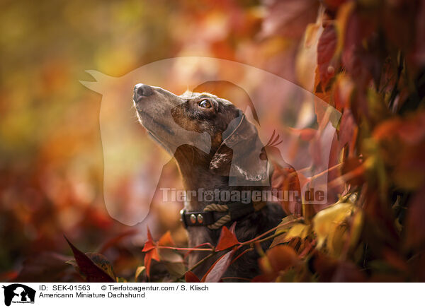 Americann Miniature Dachshund / SEK-01563