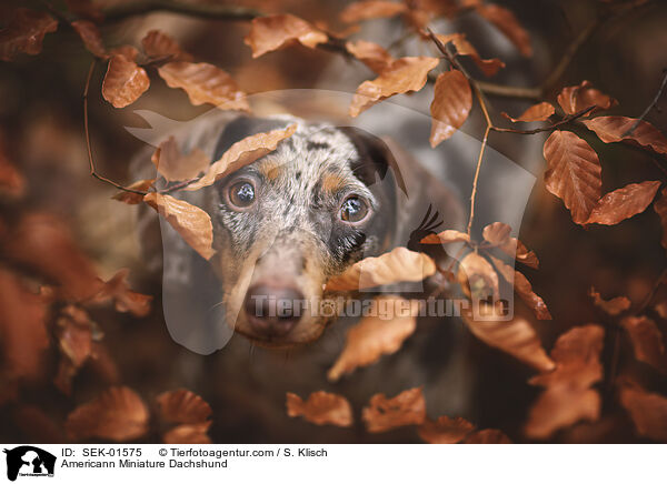 Amerikanischer Zwergdackel / Americann Miniature Dachshund / SEK-01575