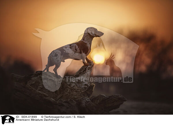 Amerikanischer Zwergdackel / Americann Miniature Dachshund / SEK-01899