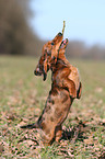 american Dachshund puppy