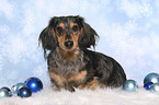 sitting American Miniature Dachshund